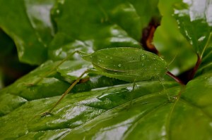 Anglewing Katydid