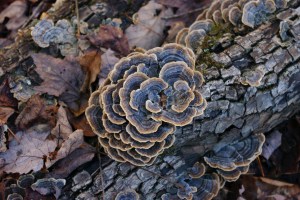 Turkey Tail 1-7-13_15