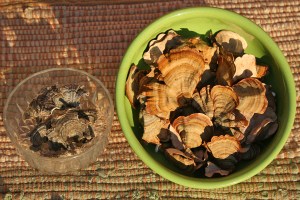 Turkey Tail_2154