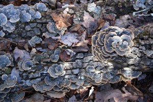 Turkey Tail_2299