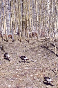 turkeys