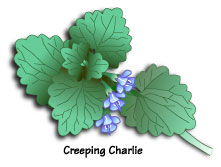 CreepingCharlie