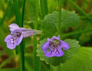Glechoma heredacea © Réal Sarrazin