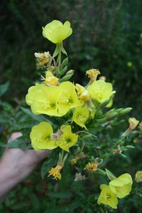 Oenothera biennis
