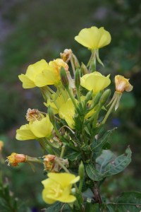 Evening Primrose Photos by Thea