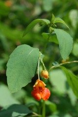 Jewelweed (Impatients capensis)