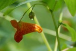 jewelweed