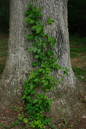 photo by Marion Skydancer