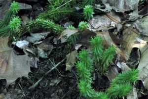 Lycopodium lucidulum