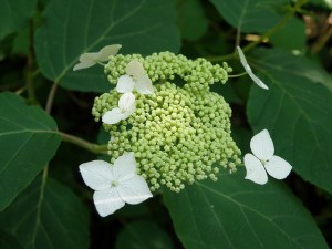 Hydrangea aborescens, Photo by Myrna Attaway