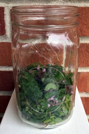 dead nettle infusion_1525
