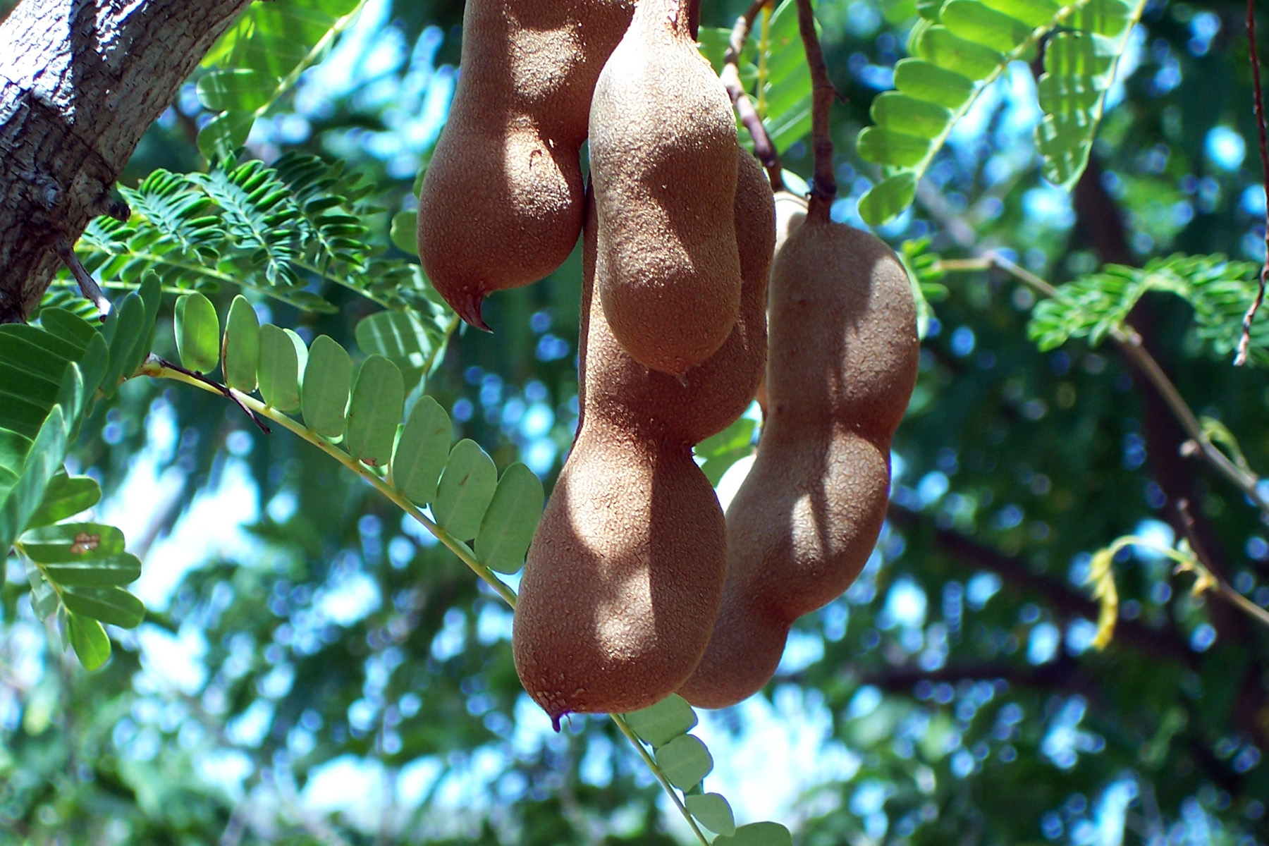 tamarind