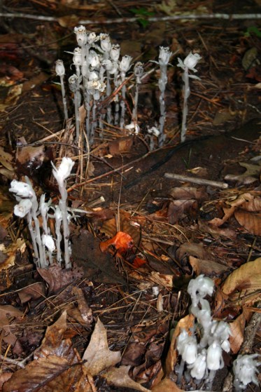 Indian Pipe_1728
