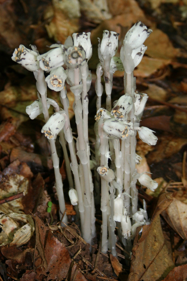 Indian Pipe_1734