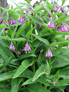 comfrey